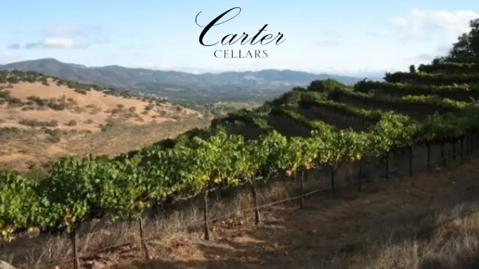 carter cellars